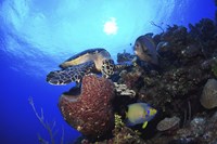 Framed Hawksbill Sea Turtle eating, Castle Wall, Grand Cayman