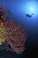 Framed Gorgonian sea fan, Cayman Islands