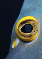 Framed Close-up view of a French Angelfish eye