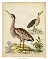 Framed Antique Bird Menagerie III