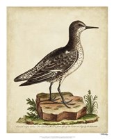 Framed Antique Bird Menagerie V
