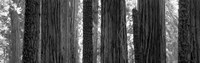 Framed Sequoia Grove Sequoia National Park California USA