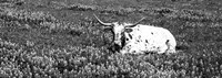 Framed Texas Longhorn Cow Sitting On A Field, Hill County, Texas