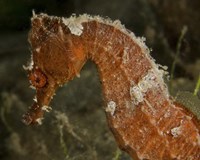 Framed Close-up view of an Orange Seahorse