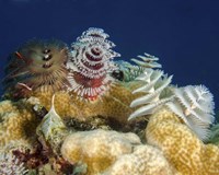 Framed Multiple Christmas Tree worms, Curacao