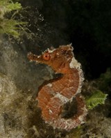 Framed Orange seahorse, West Palm Beach, Florida