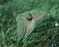 Framed Golden Cuttlefish, Lembeh Strait, Indonesia