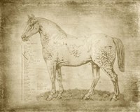 Framed Horse Anatomy 101
