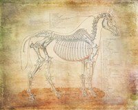 Framed Horse Anatomy 301