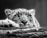 Framed Pop of Color Snow Leopard Eyes