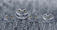 Framed Pop of Color Burrowing Owl Family