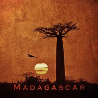 Framed Vintage Baobab Trees at Sunset in Madagascar, Africa
