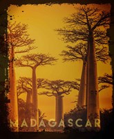 Framed Vintage Baobab Trees in Madagascar, Africa