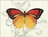 Framed Butterfly Theme III
