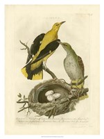 Framed Nozeman Birds & Nests  II