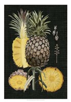 Framed Graphic Pineapple Botanical Study II