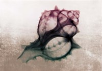 Framed Ombre Sea Shell X-Ray