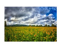 Framed Sunflower Field