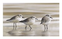 Framed Sanderlings