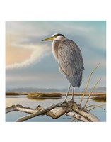 Framed Marsh Watch - Great Blue Heron