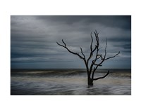 Framed Tree on Botany Bay