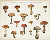 Framed Mushroom Chart I light