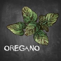 Framed Oregano on Chalkboard