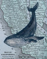 Framed California's Grayback Whale