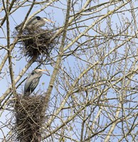 Framed Great Blue Herons, on nest at rookery