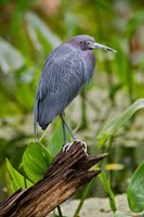 Framed Little Blue Heron, Corkscrew Swamp Sanctuary, Florida