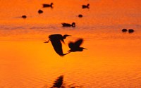 Framed Great Blue Herons Flying at Sunset