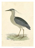 Framed Vintage Night Heron