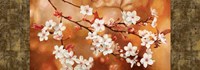 Framed Orange Sakura
