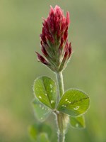 Framed Crimson or Italian flora clover, Mississippi