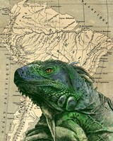 Framed Brazilian Iguana