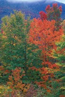 Framed Northern Hardwood Forest, New Hampshire
