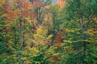 Framed Fall in Northern Hardwood Forest, New Hampshire