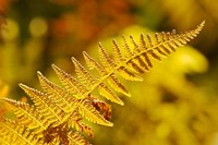 Framed New Hampshire, Fern frond flora