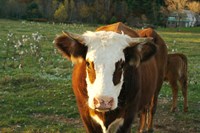 Framed New Hampshire, Farm Animal, Autumn