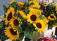 Framed Market Sunflowers, Nice, France