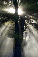 Framed New England, New Hampshire, Sunlight Through Trees