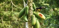 Framed Toucan Bird Feeding on Papaya Tree, Costa Rica