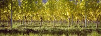 Framed Vineyard, Barcelona, Spain