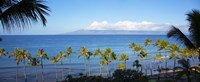 Framed Palm Trees on the Beach, Maui, Hawaii