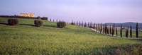 Framed Tree Line, Tuscany, Italy