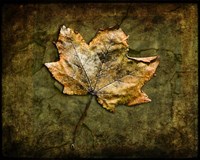 Framed 'Metallic Leaf 1' border=