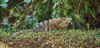 Framed Iguana, Costa Rica