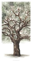Framed Oak Tree Composition II