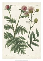 Framed Botanical Varieties III