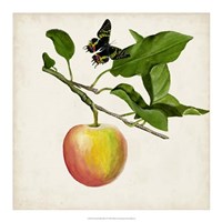Framed Fruit with Butterflies IV